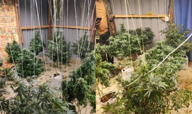 Police Discover Multi-Million Bhang Farm In Luxury Mansion [PHOTOS & VIDEO]
