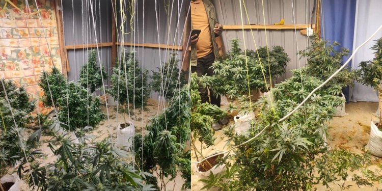 Police Discover Multi-Million Bhang Farm In Luxury Mansion [PHOTOS & VIDEO]