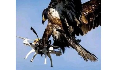 Fact Check: Eagle Catching Citizen TV Drone During Azimio Rally