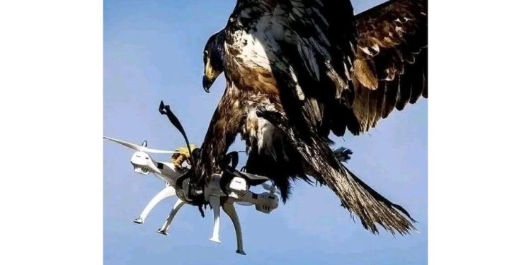 Fact Check: Eagle Catching Citizen TV Drone During Azimio Rally