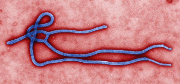 Details Of Ebola Virus Reported In Kenya's Neighbouring Country