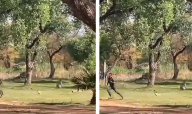 Murife Don't Run: Origin And What To Do When Chased By A Dog