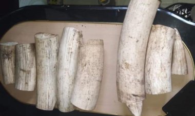 DCI, KWS Arrest Tanzanians Trafficking 8 Elephant Tusks Worth Ksh500K