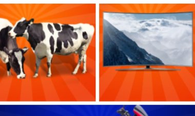 How Ksh20 Can Win You TV, Nduthi or Cow on Bids Safi