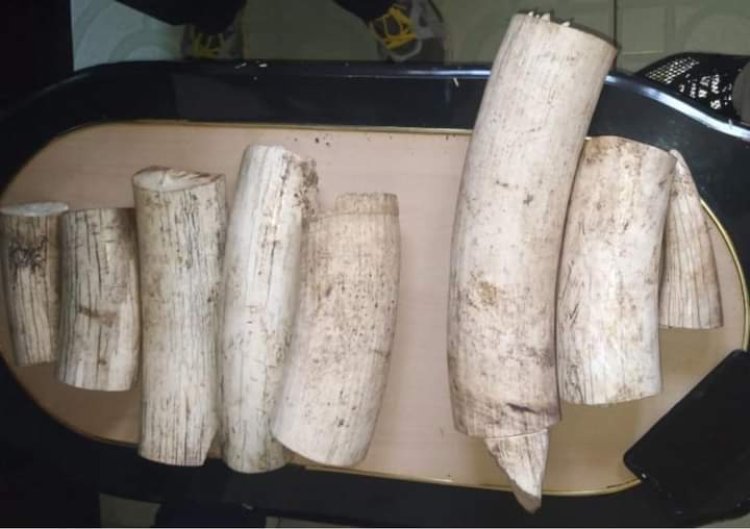 DCI, KWS Arrest Tanzanians Trafficking 8 Elephant Tusks Worth Ksh500K