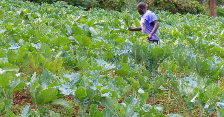 How Local Crops Will Earn Kisii Residents Millions
