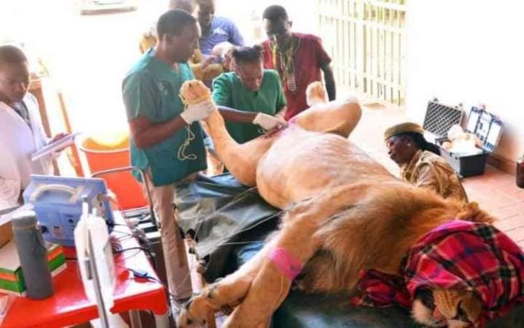 Explainer: Why Lions Undergo Vasectomy