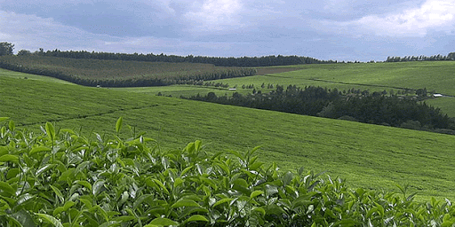 BBC's Expose Uncovers Sexual Abuse Scandal In Kenyan Tea Farms [VIDEO]