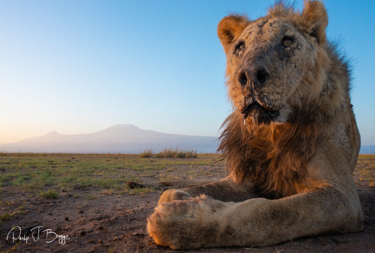 19-Year-Old Lion Killed By Herders In Kenya