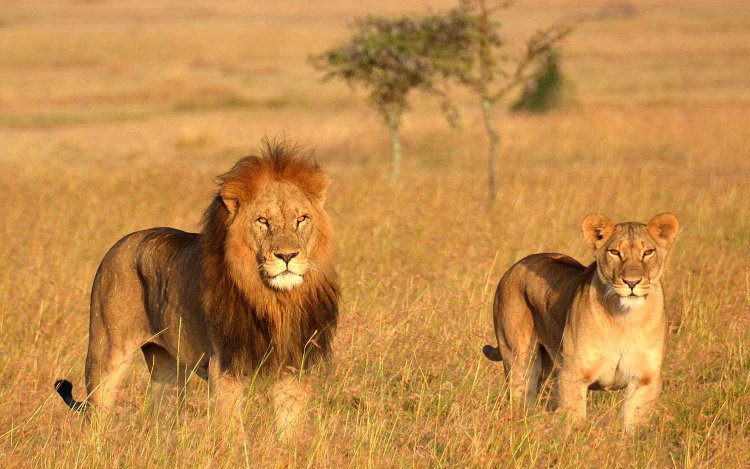 KWS Swings To Action After 6 Lions Killed By Maasai Morans