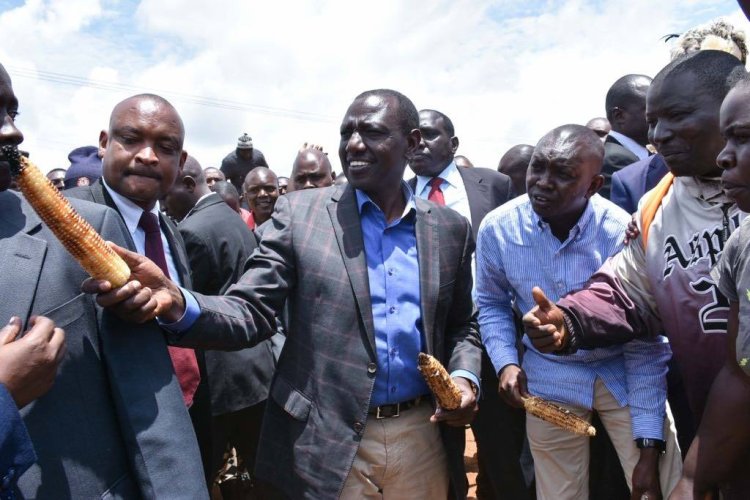 Court Of Appeal Stops Ruto Govt From Importing GMOs