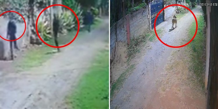 Lioness Spotted At Rongai Estate After Thieves Break Into House [VIDEO]