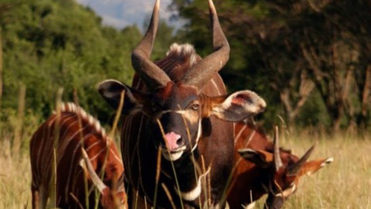 Czech Republic Donates Ksh1.4 Million To Save Wildlife Species In Kenya