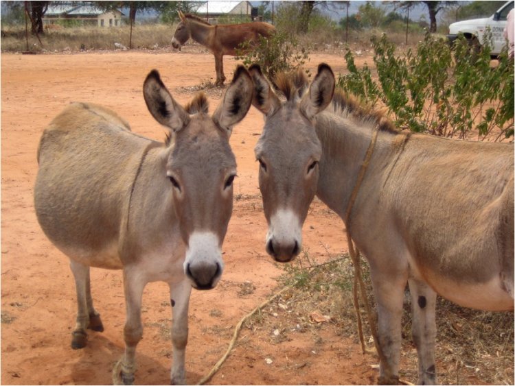 Suspects Escape As Police Seize Slaughtered Donkey Carcasses