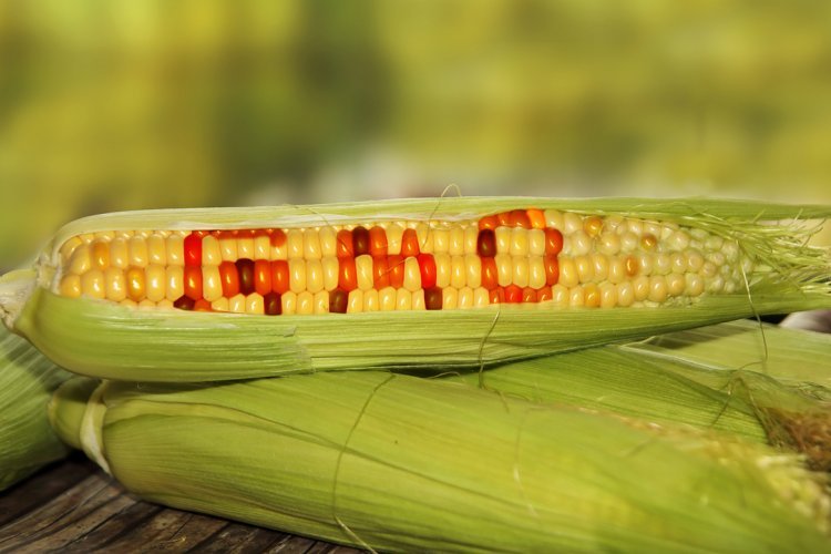 Court Allows Planting Of GMO Maize In Kenya