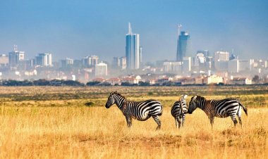 Kenya Beats World-Famous Tourism Countries To Bag Key UN Post