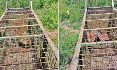 How Hyenas Posing Threat To Juja Residents Were Captured In KWS Operation