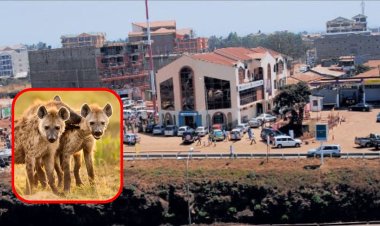 KWS Gives Juja Residents 3 Ways To Stop Hyena Attacks