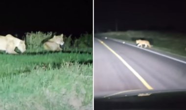 Motorist Narrates Encounter With 25 Lions Along Highway At Night [VIDEO]