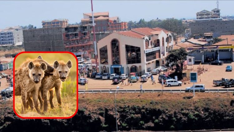 KWS Gives Juja Residents 3 Ways To Stop Hyena Attacks