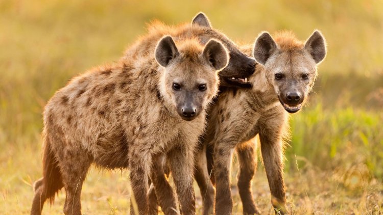 Talk To It- 7 Things To Do During A Hyena Attack