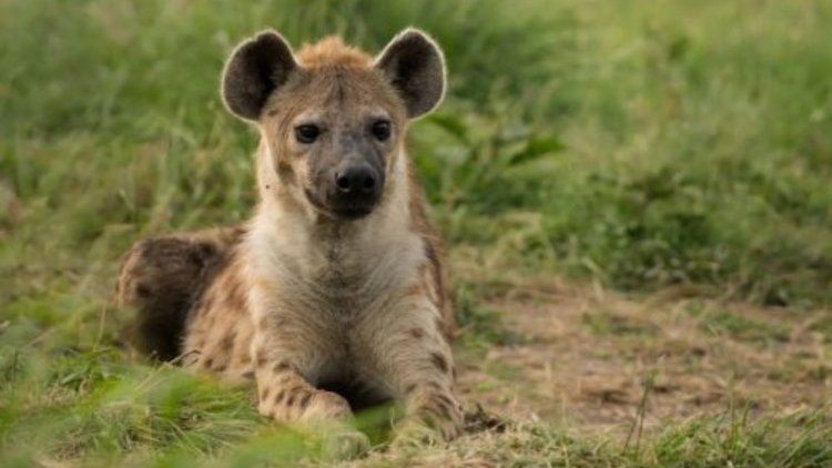 Hyena Attacks 4 Days After Controversial 'Talk To It' KWS Guidelines