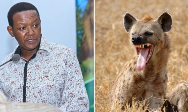 Too Many Of Them: CS Mutua On Increase In Hyena Attacks