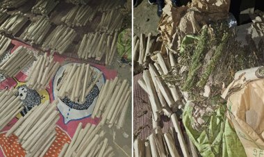 Wanted Bhang Dealer Arrested In NACADA Sting Operation