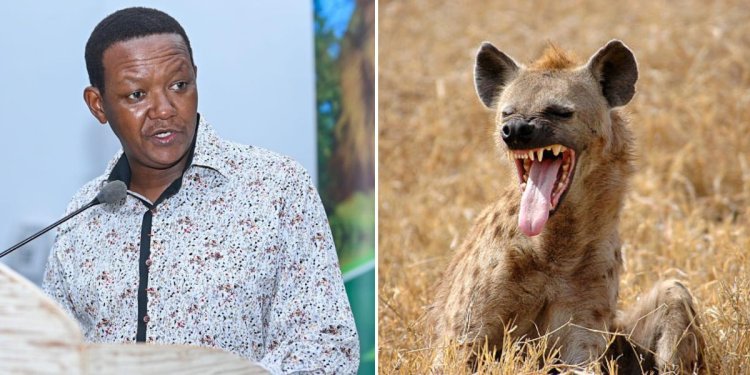 Too Many Of Them: CS Mutua On Increase In Hyena Attacks