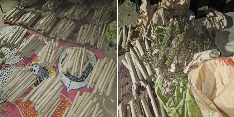Wanted Bhang Dealer Arrested In NACADA Sting Operation