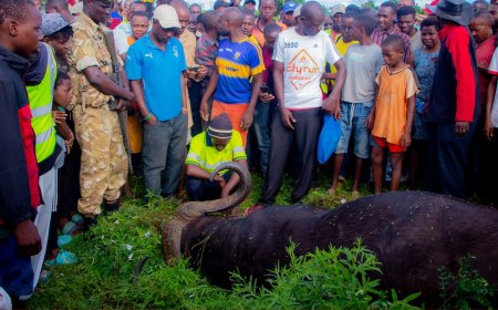Buffalo Kills Man Outside Apartment Days After Launch Of Ruto Compensation Scheme