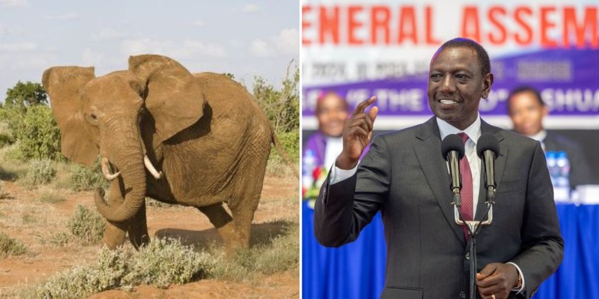 Ruto Increases Compensation By 25 Times For Kenyans Killed By Elephants [VIDEO]