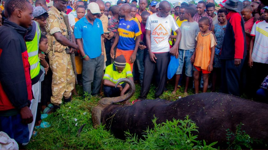 Buffalo Kills Man Outside Apartment Days After Launch Of Ruto Compensation Scheme