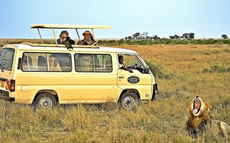 Private Cars Banned At Maasai Mara, Only 3 Types Of Cars Allowed