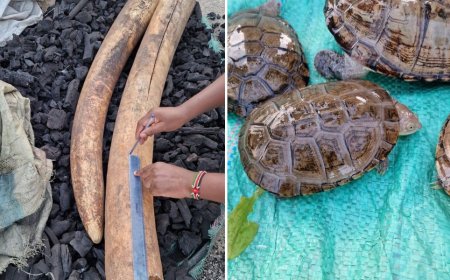 DCI, KWS Arrest Suspects, Seize 4 Rare Live Wild Animals [PHOTOS]