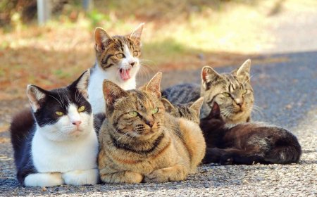 Nairobi Cat Owners To Be Forced To Obtain Licences, Pay Fees In New Proposals