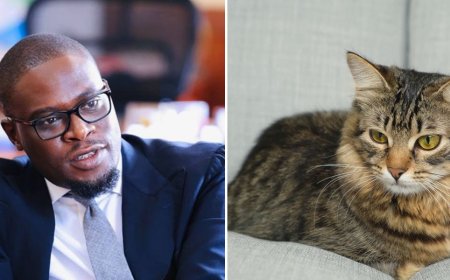 Sakaja Warned On Proposal To Force Nairobi Cat Owners To Pay Ksh200 Tax