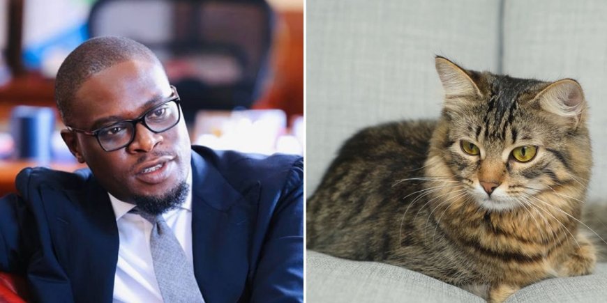 Sakaja Warned On Proposal To Force Nairobi Cat Owners To Pay Ksh200 Tax