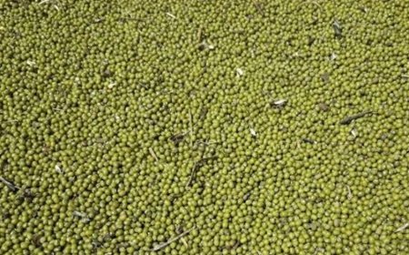 Ndengu: Senator Clarifies Mung Beans Bill Threatening Kenyans With Ksh1 Million Fine
