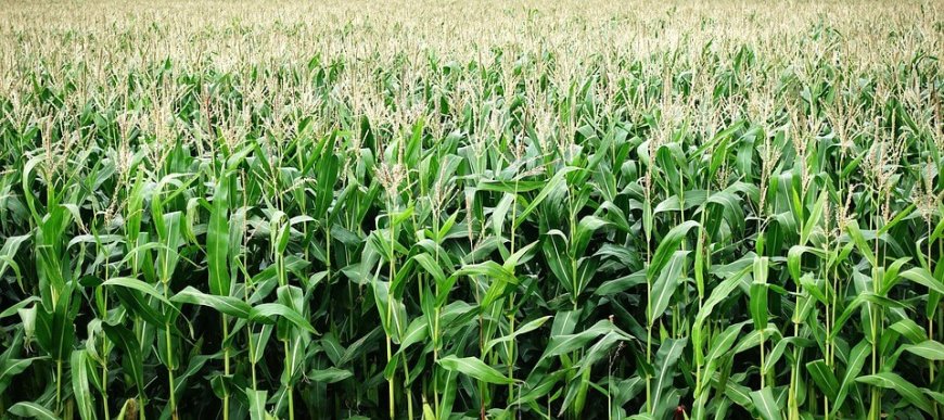 Expert: Africa Demanded To Embrace New Tech To Speed Up Crop Improvement