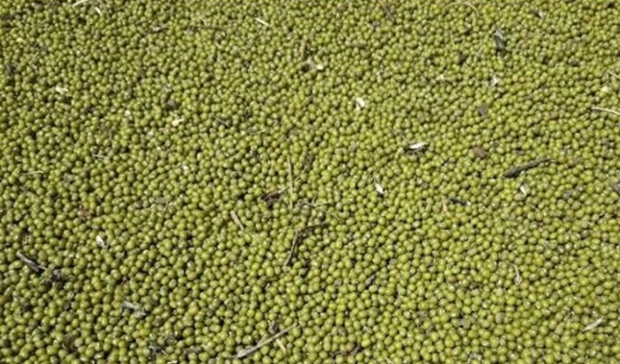 Ndengu: Senator Clarifies Mung Beans Bill Threatening Kenyans With Ksh1 Million Fine