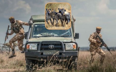 KWS Responds After Hyena Kills 5-Yr-Old Child In Juja, Sparking Protests