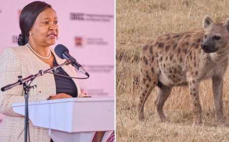 All Hyenas To Be Removed From Juja- CS Rebecca Miano To KWS