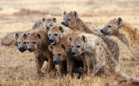 Don't Run, Climb A Tree- 8 Tips To Follow When Under Attack By A Hyena