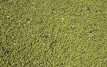 MPs Reject Mung Beans Bill After Uproar Over Proposed Ksh1 Million Fine