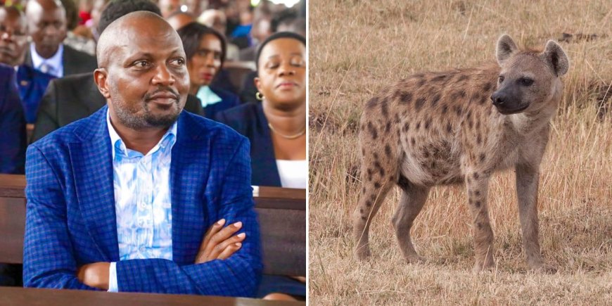 Moses Kuria Links 'New Species' To Increased Hyena Attacks In Juja