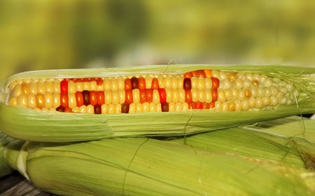 Court Dismisses Petitions Challenging Ruling On Importing GMOs