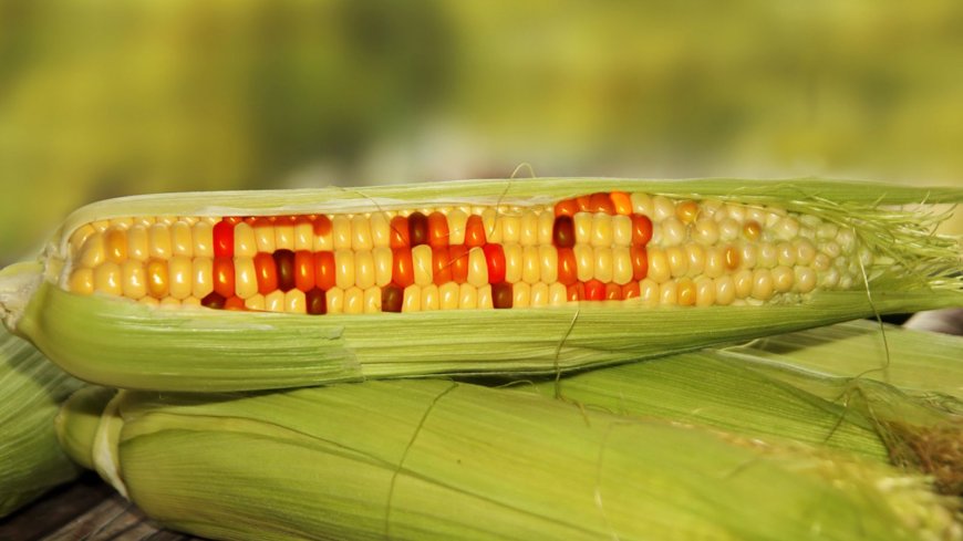 Court Dismisses Petitions Challenging Ruling On Importing GMOs