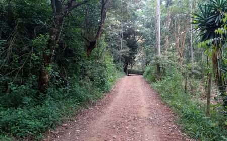 Govt Stops Developer From Building Restaurant, Golf Course In Ngong Forest