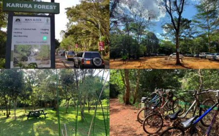 Govt Blocked From Using Part Of Karura Forest To Expand Kiambu Road